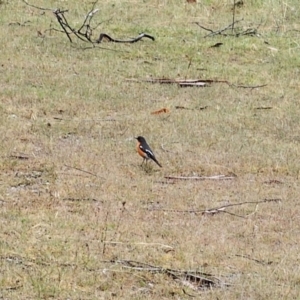 Petroica phoenicea at Rendezvous Creek, ACT - 12 Oct 2023