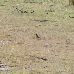 Petroica phoenicea at Rendezvous Creek, ACT - 12 Oct 2023