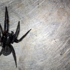Badumna insignis (Black House Spider) at QPRC LGA - 11 Oct 2023 by LyndalT