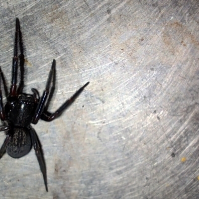Badumna insignis (Black House Spider) at Greenleigh, NSW - 11 Oct 2023 by LyndalT