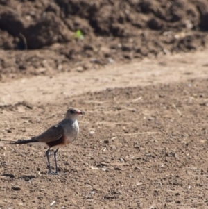 Stiltia isabella at Corfield, QLD - 3 Aug 2023