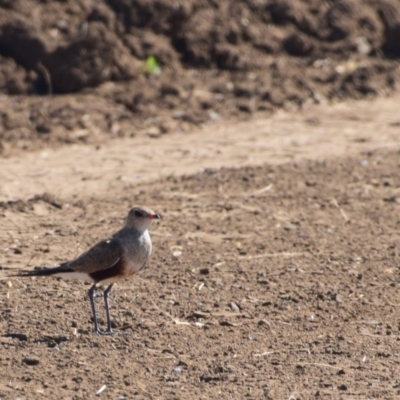 Stiltia isabella (Australian Pratincole) at Corfield, QLD - 3 Aug 2023 by LyndalT