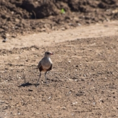 Stiltia isabella at Corfield, QLD - 3 Aug 2023