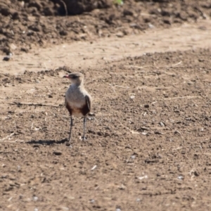 Stiltia isabella at Corfield, QLD - 3 Aug 2023