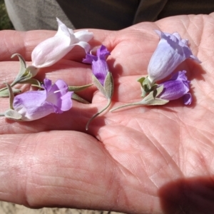 Eremophila bowmanii subsp. latifolia at Opalton, QLD - 2 Aug 2023 01:13 PM