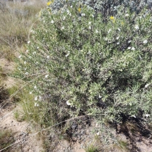 Eremophila bowmanii subsp. latifolia at Opalton, QLD - 2 Aug 2023