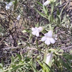 Eremophila bowmanii subsp. latifolia at Opalton, QLD - 2 Aug 2023