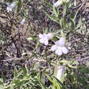 Eremophila bowmanii subsp. latifolia at Opalton, QLD - 2 Aug 2023