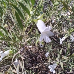 Eremophila bowmanii subsp. latifolia at Opalton, QLD - 2 Aug 2023