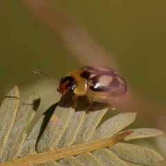 Peltoschema hamadryas (Hamadryas leaf beetle) at Sullivans Creek, Turner - 10 Oct 2023 by ConBoekel