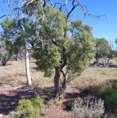 Eremophila mitchellii (Budda) at Muttaburra, QLD - 5 Aug 2023 by LyndalT