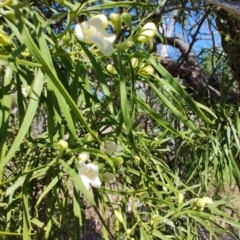 Eremophila mitchellii at Muttaburra, QLD - 5 Aug 2023