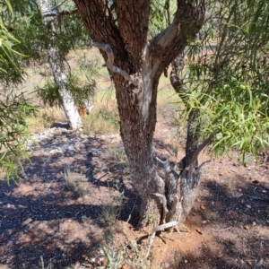 Eremophila mitchellii at Muttaburra, QLD - 5 Aug 2023 11:13 AM