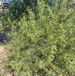 Eremophila deserti at Muttaburra, QLD - 5 Aug 2023