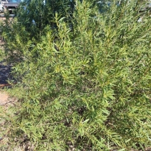 Eremophila deserti at Muttaburra, QLD - 5 Aug 2023 12:21 PM
