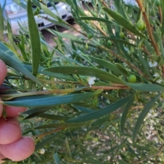 Eremophila deserti at Muttaburra, QLD - 5 Aug 2023 12:21 PM