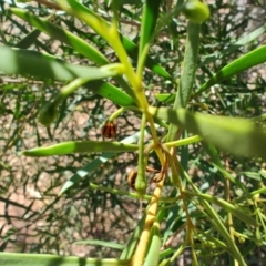 Eremophila deserti at Muttaburra, QLD - 5 Aug 2023