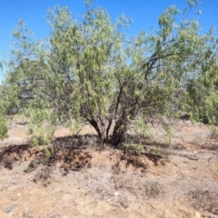 Eremophila bignoniiflora at Aramac, QLD - 5 Aug 2023 by LyndalT