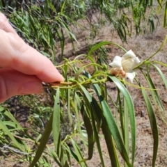 Eremophila bignoniiflora at Aramac, QLD - 5 Aug 2023 01:13 PM
