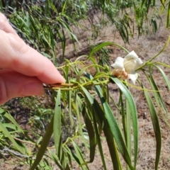 Eremophila bignoniiflora at Aramac, QLD - 5 Aug 2023