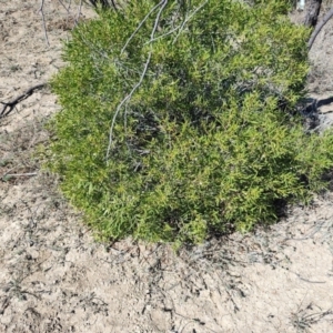 Eremophila deserti at Tambo, QLD - 6 Aug 2023
