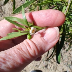 Eremophila deserti at Tambo, QLD - 6 Aug 2023 11:10 AM