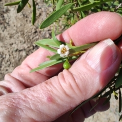 Eremophila deserti at Tambo, QLD - 6 Aug 2023