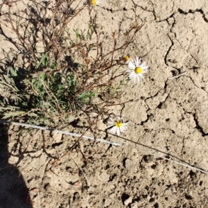 Brachyscome sp. at Tambo, QLD - 6 Aug 2023 11:11 AM