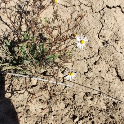 Unidentified Daisy at Tambo, QLD - 6 Aug 2023 by LyndalT