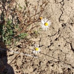 Brachyscome sp. at Tambo, QLD - 6 Aug 2023