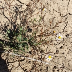 Brachyscome sp. at Tambo, QLD - 6 Aug 2023 11:11 AM