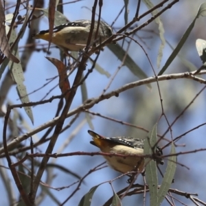 Pardalotus punctatus at Acton, ACT - 12 Oct 2023