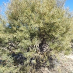 Hakea leucoptera (Needlewood) at Tambo, QLD - 6 Aug 2023 by LyndalT