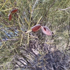 Hakea leucoptera at Tambo, QLD - 6 Aug 2023