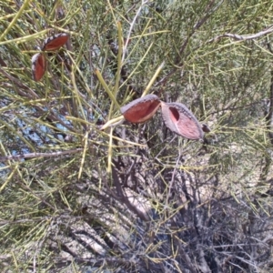 Hakea leucoptera at Tambo, QLD - 6 Aug 2023 11:12 AM