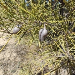 Hakea leucoptera at Tambo, QLD - 6 Aug 2023 11:12 AM