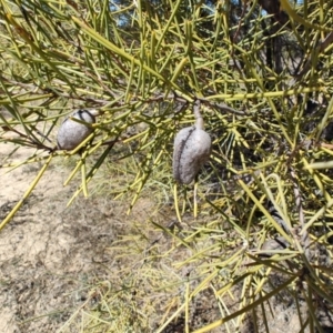 Hakea leucoptera at Tambo, QLD - 6 Aug 2023