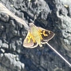 Trapezites phigalioides (Montane Ochre) at Wanniassa Hill - 11 Oct 2023 by Safarigirl