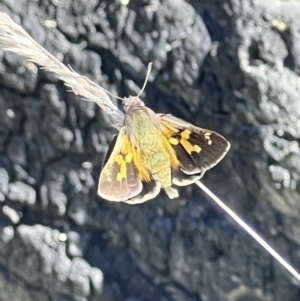 Trapezites phigalioides at Tuggeranong, ACT - 11 Oct 2023