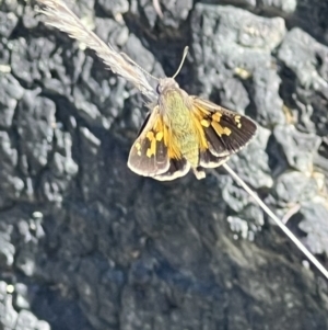 Trapezites phigalioides at Tuggeranong, ACT - 11 Oct 2023