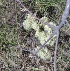 Hakea leucoptera (Needlewood) at Yandarlo, QLD - 6 Aug 2023 by LyndalT