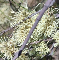 Hakea leucoptera at Yandarlo, QLD - 6 Aug 2023