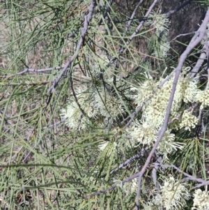 Hakea leucoptera at Yandarlo, QLD - 6 Aug 2023 12:02 PM