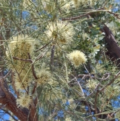 Hakea leucoptera at Yandarlo, QLD - 6 Aug 2023 12:02 PM