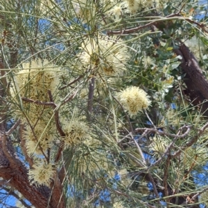 Hakea leucoptera at Yandarlo, QLD - 6 Aug 2023