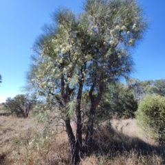 Hakea leucoptera at Yandarlo, QLD - 6 Aug 2023 12:02 PM