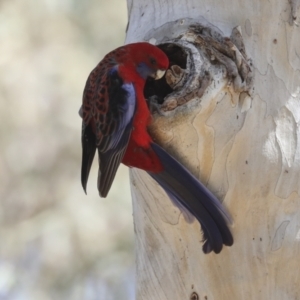 Platycercus elegans at Canberra Central, ACT - 12 Oct 2023