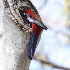 Platycercus elegans at Canberra Central, ACT - 12 Oct 2023 12:50 PM