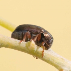 Ditropidus sp. (genus) (Leaf beetle) at Sullivans Creek, Turner - 10 Oct 2023 by ConBoekel