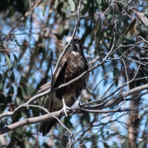 Falco berigora at Coree, ACT - 30 Sep 2023